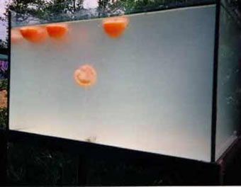Tomaten in Wei&szlig;